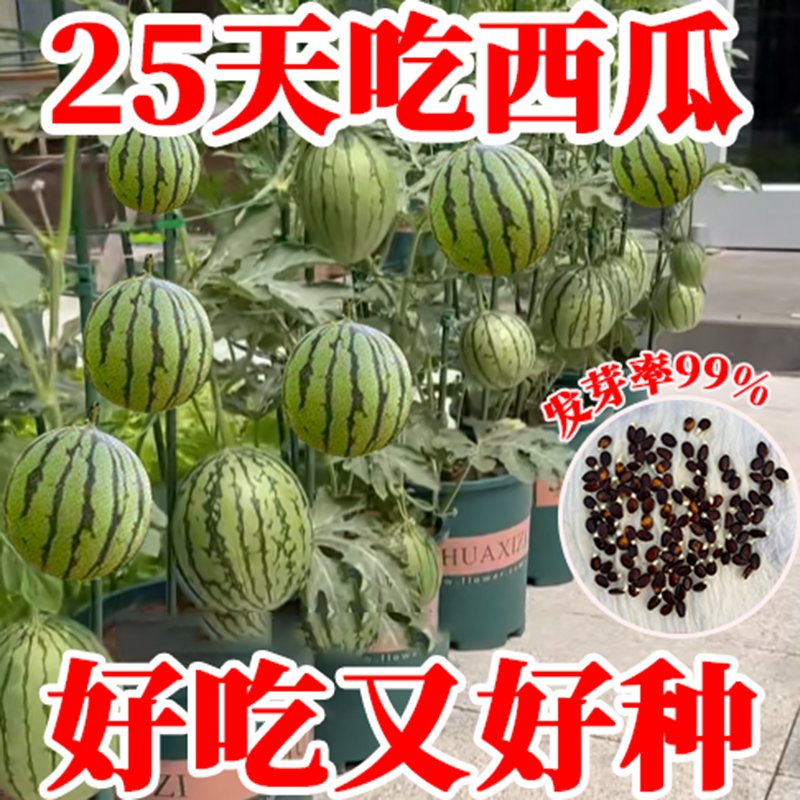嫁接8424西瓜苗：阳台也能种出巨型美味，懒汉也能享受四季水果盛宴！