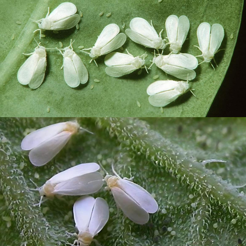 蔬菜草莓茶园守护神：烟盲蝽科云粉虱天敌，让害虫无处遁形！️