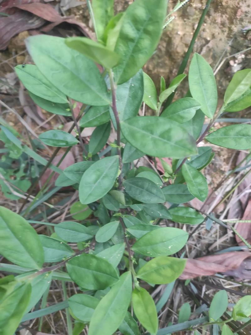 紫背金牛草的功效与作用,大自然的神奇馈赠