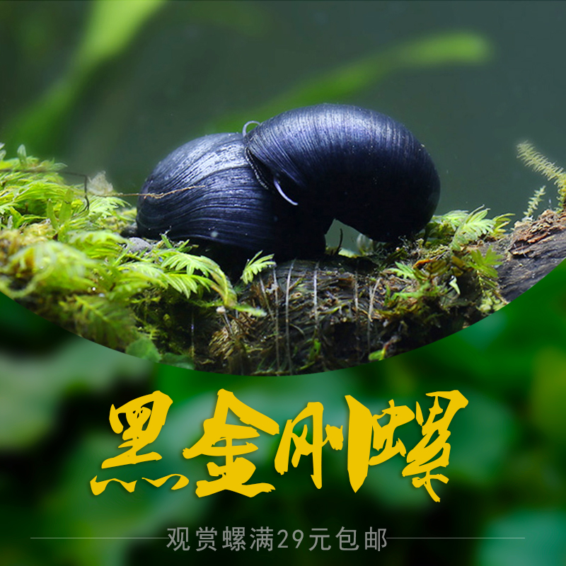 心奇爆龙战车1黄金霸王龙：开启你的童年回忆与战斗之旅！✨