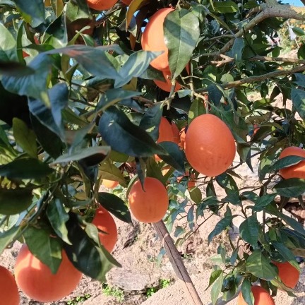 9斤正宗重庆奉节脐橙：孕妇最爱的新鲜水果，手剥即食的甜蜜享受！
