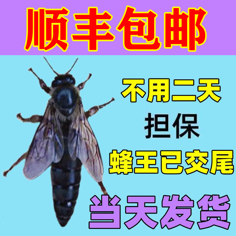 中蜂自动分蜂器第三代：养蜂新手必备神器，轻松搞定蜂群管理！