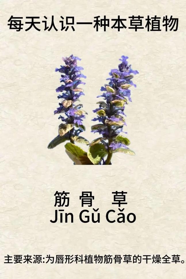 筋骨草图片,筋骨草简介