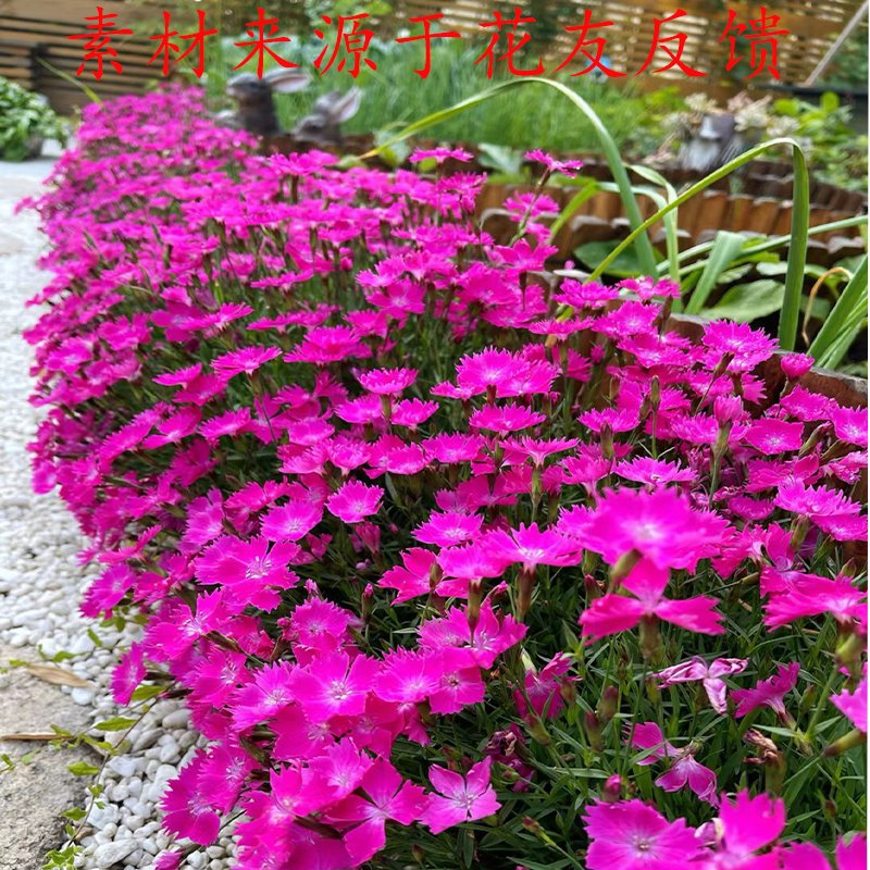 如何选择适合阳台种植的耐寒多年生石竹？