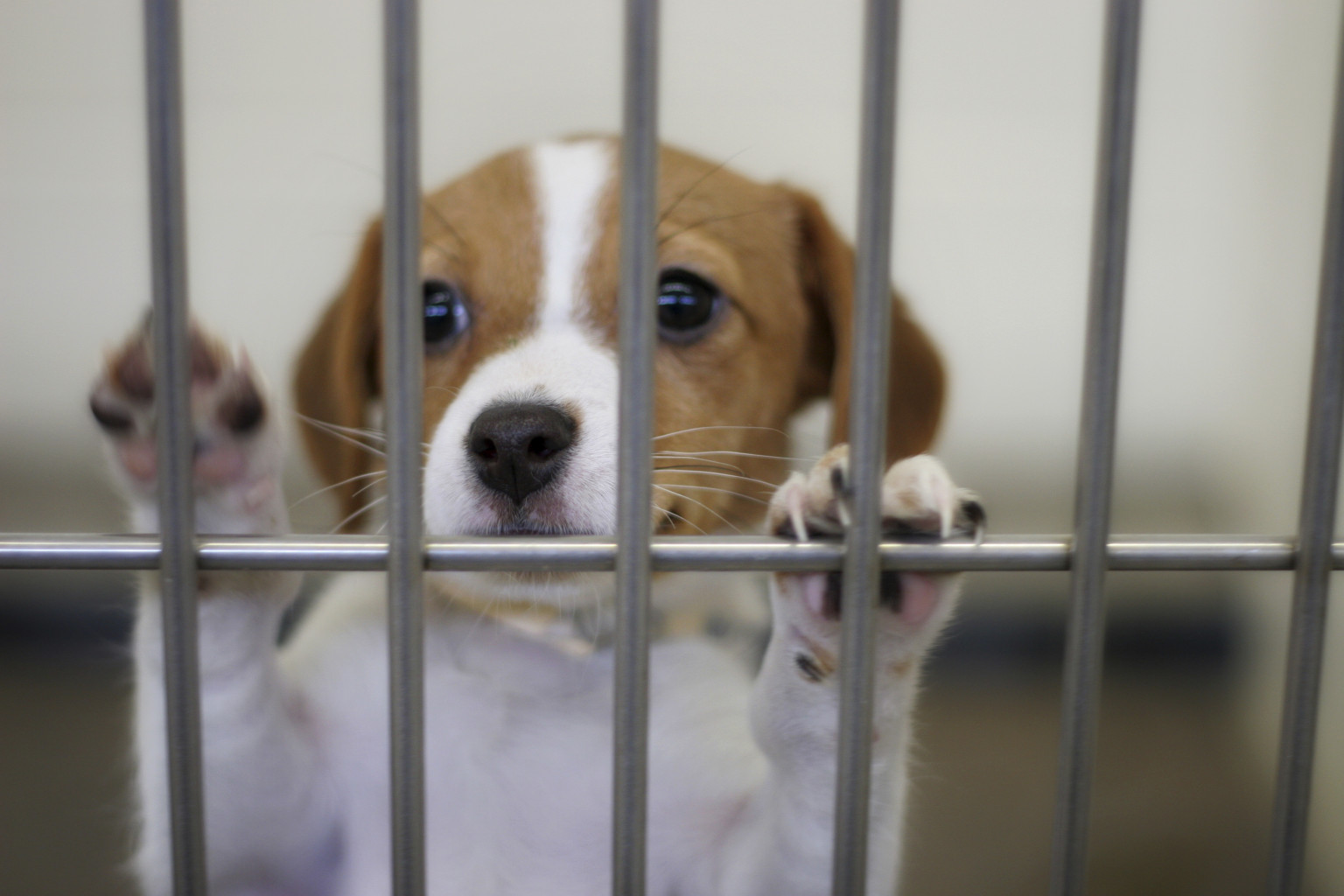 Animal Shelter2.8.5