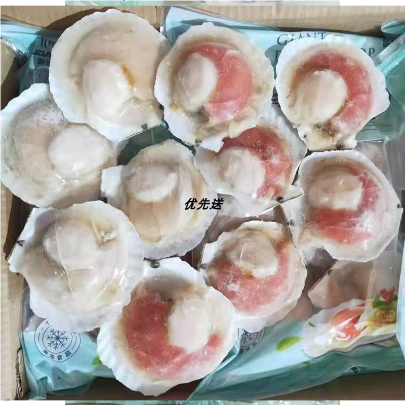 御当嘉虾夷扇贝：大只半壳多红羔扇贝，新鲜直达家！