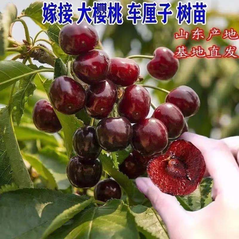 吃太多车厘子会拉肚子吗？需要注意什么？