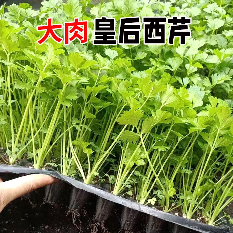 新鲜益母草苗：天然美容圣品，姨妈草中的皇后