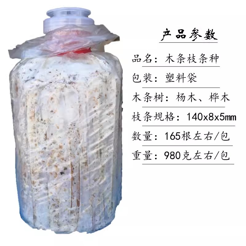 平菇菌种枝条菌纯种培养！春季种平菇不求人，新手也能轻松上手