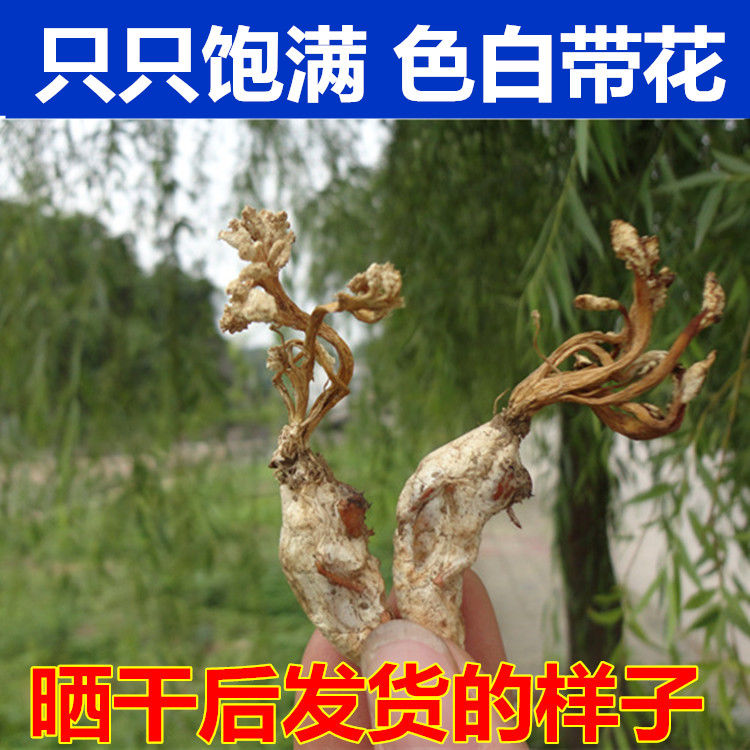 2024金蝉花统货1000g：揭秘这神秘食材的养生奥秘与购买攻略！