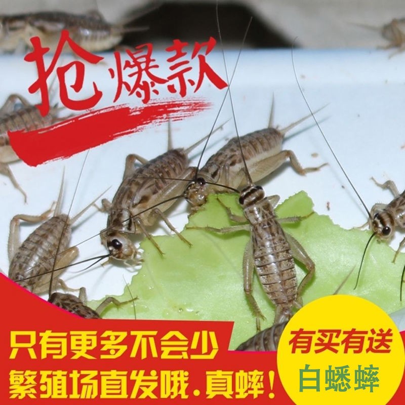 昆虫活体饲料：白蟋蟀蛐蛐大中小号针头，宠物美食新潮流，包邮送到家！