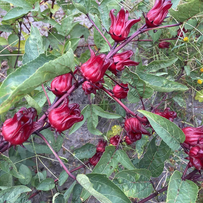 武夷山农家自种整朵洛神花：女神必备的神奇水果茶，让你美出新高度！