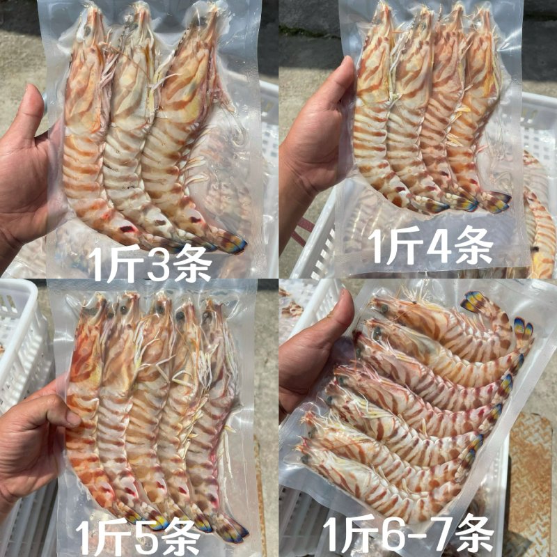 揭秘黑虎虾：你所不知道的秘密与真相