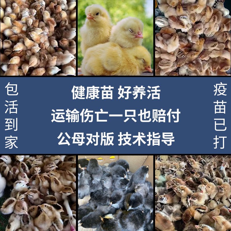 萌翻天的小黄鸡！家养宠物新宠，快来领养你的迷你小伙伴吧！