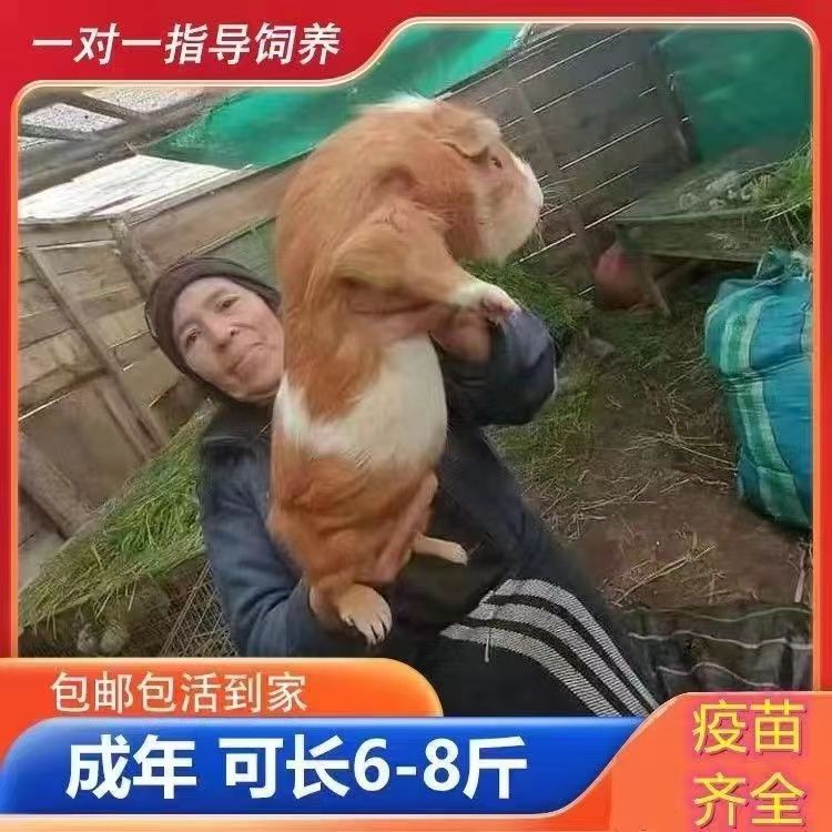 巨型宠物？荷兰猪、荷兰兔、彩豚，谁才是你的理想萌宠？