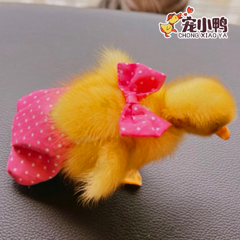 柯尔鸭纸尿裤：屎兜小鸭子鸡穿的尿不湿，宝宝屁股的守护神！