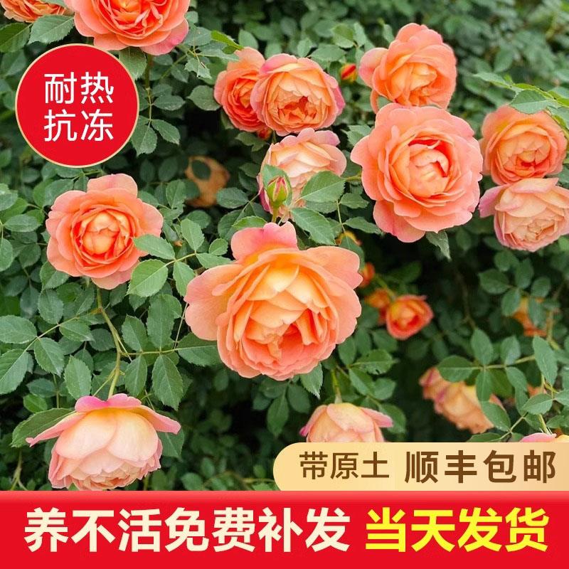藤本蔷薇花苗龙沙宝石太绝了！爬藤月季大花浓香，打造梦幻花墙拱门！