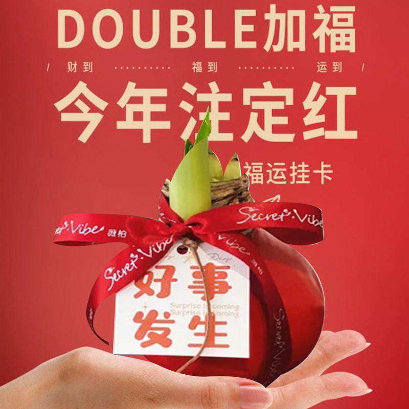 进口蜡封朱顶红种球：懒人必备的室内绿植，新年礼物首选年宵花！