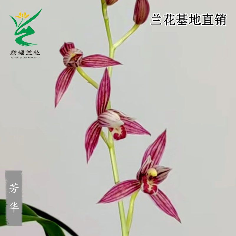 海尔小红花582轻享款洗烘套装：洗衣神器，解放双手，享受生活！