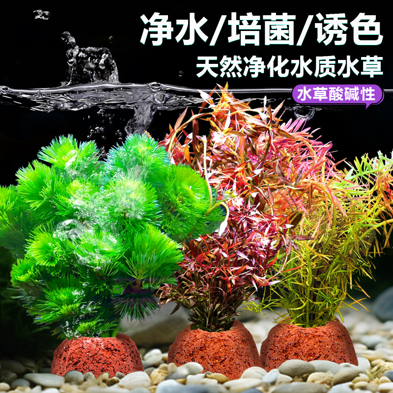 现摘新鲜香橼果：室内绿植界的清新王者，搭配佛手柑的完美组合！