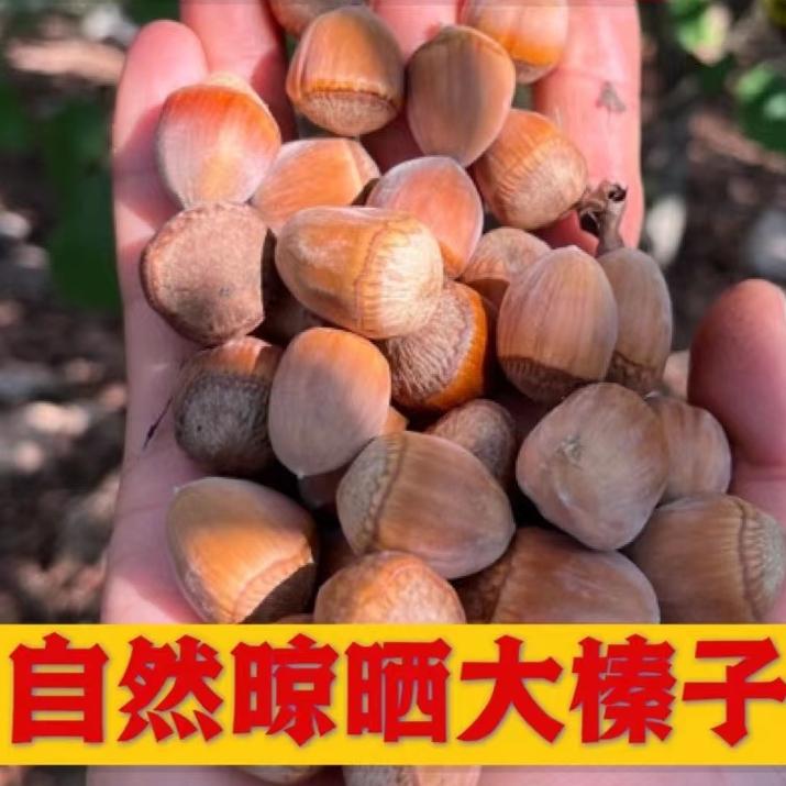 桓仁新鲜大榛子：东北绿皮水仁，当季新鲜坚果，好吃到停不下来！