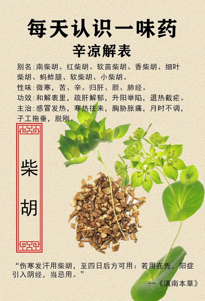 狭叶柴胡的功效与作用,传统中药的现代应用