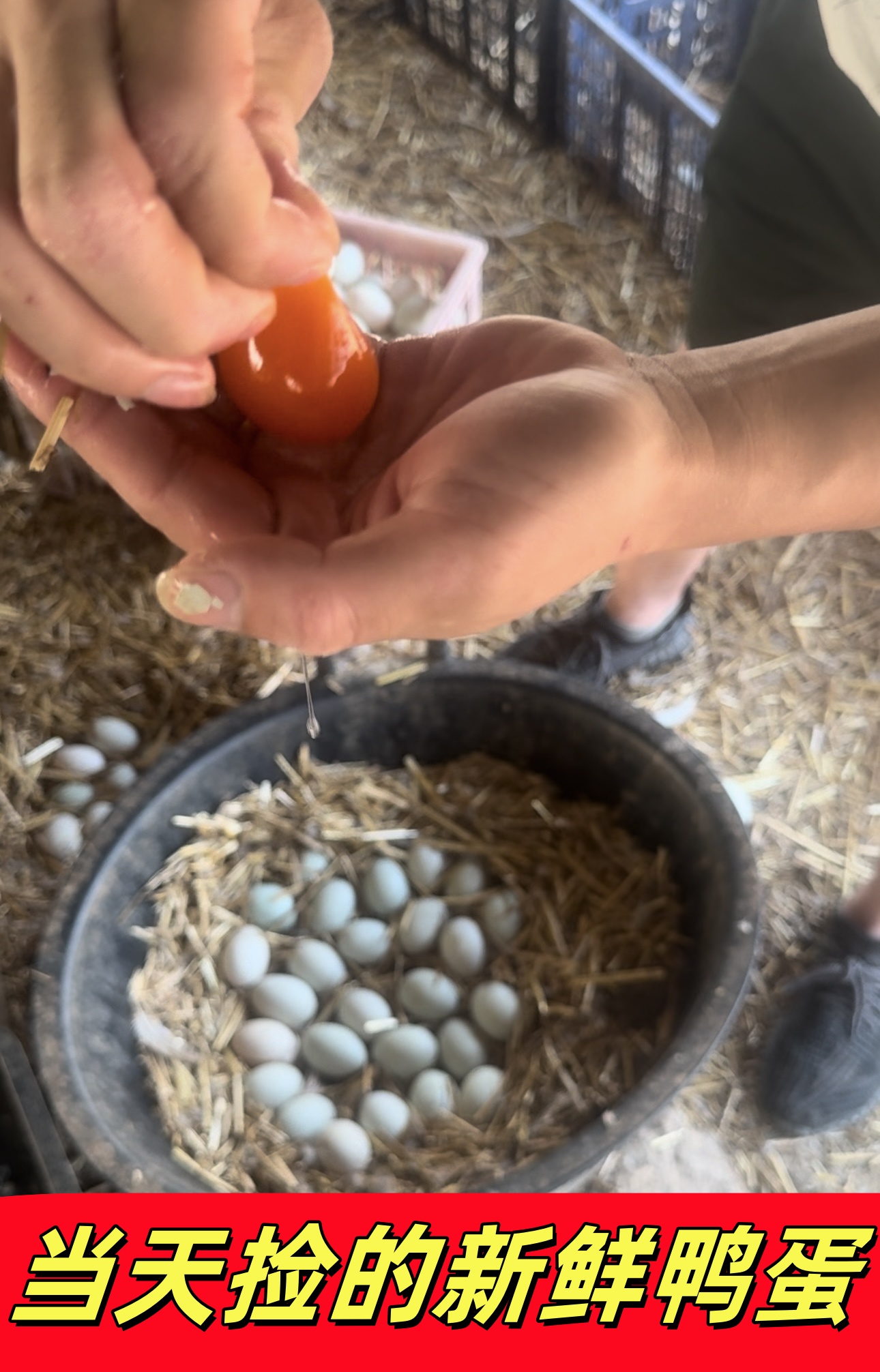 绿壳青皮鸭蛋：正宗农家散养，顺丰直达的新鲜体验！