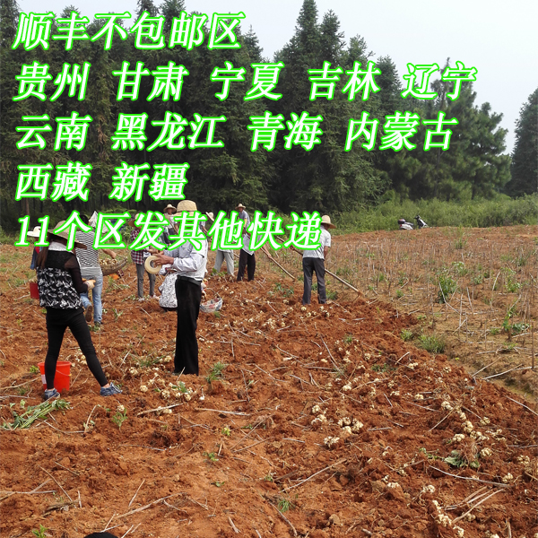 宜兴大百合2斤2500g！软糯微苦真香警告！农家土特产太绝了！