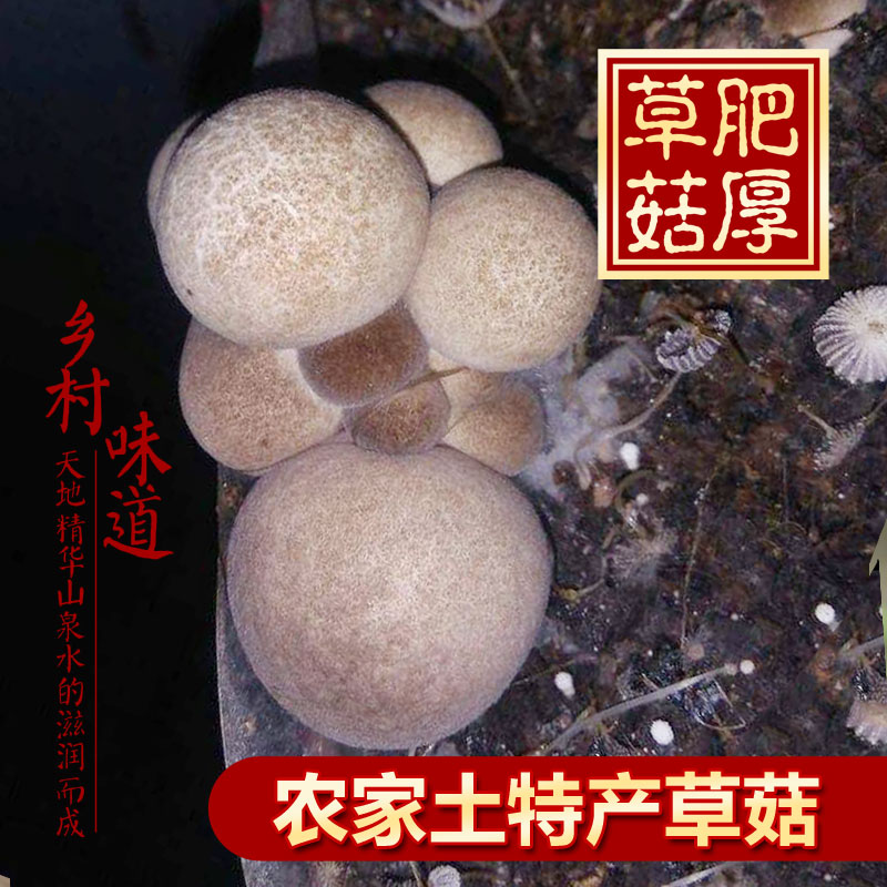 江西赣州草菇干货：农家土特产，菌菇界的鲜味担当！