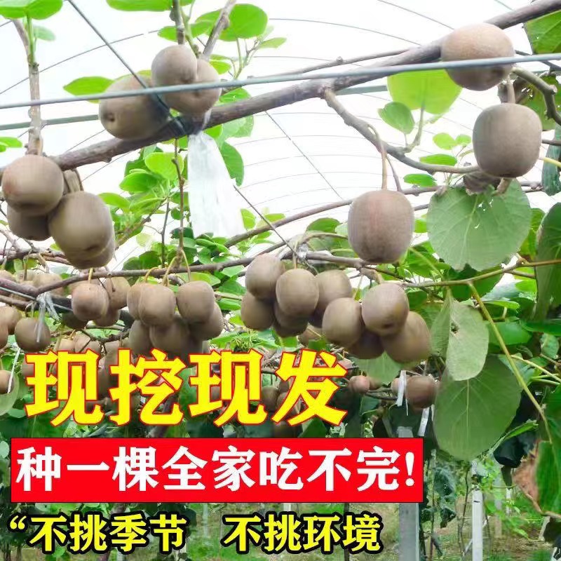 中华50种猕猴桃树有哪些特点？如何区分它们？