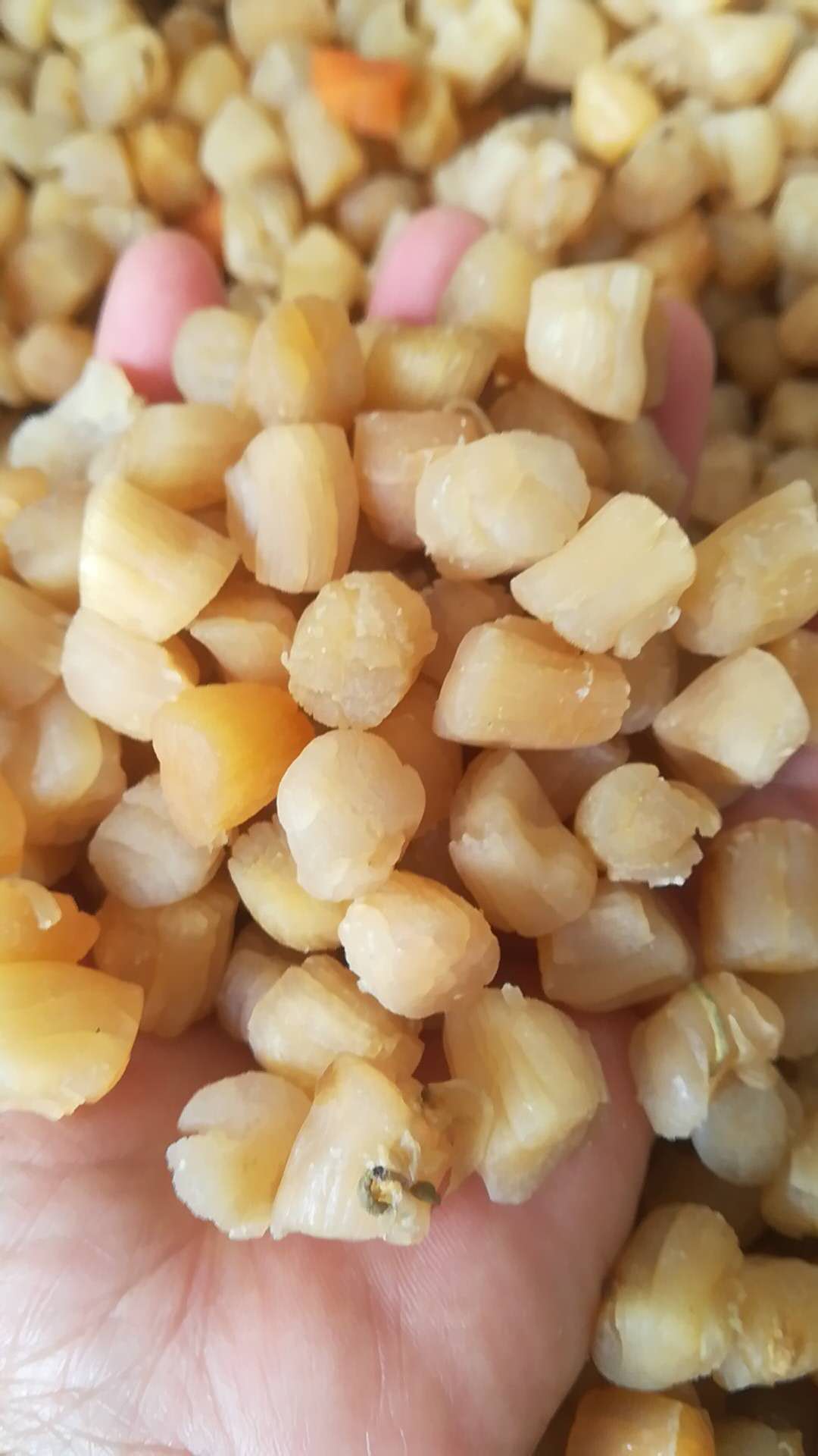 瑶柱干贝干货特级野生！500g大份量海味天花板，吃一次就上瘾！