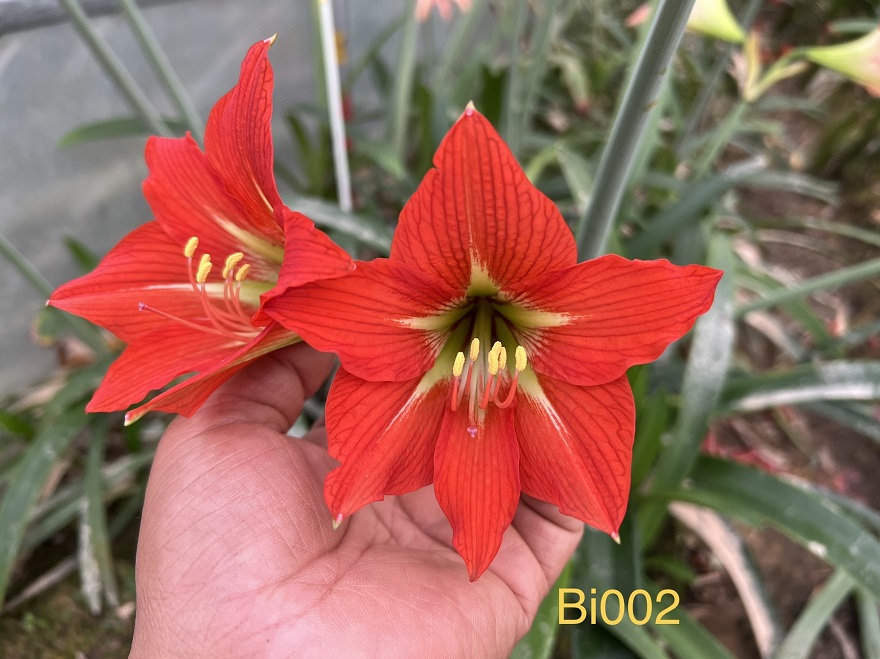 果果花卉杂交朱顶红BB组001-080：花开富贵，装点你的春天✨