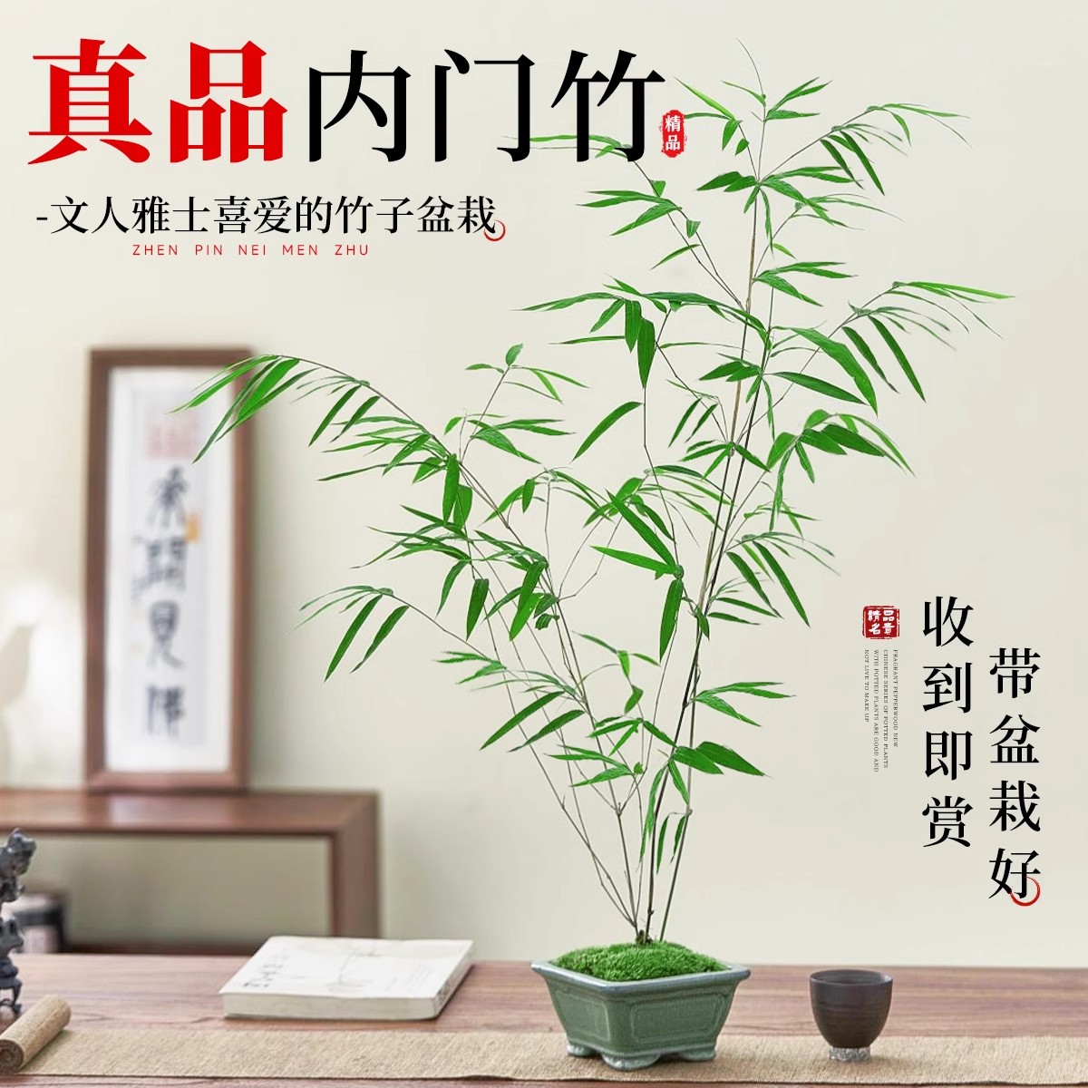 米竹水培鱼缸玻璃瓶：打造室内禅意盆栽的终极秘籍！