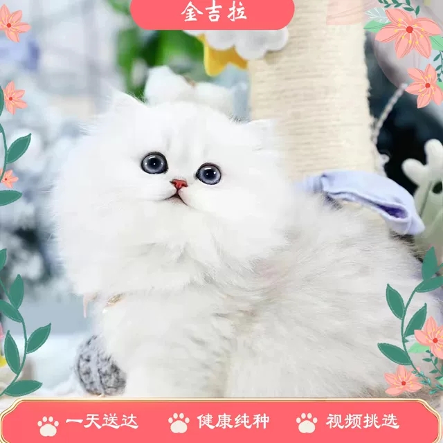 香港发货白色金吉拉猫咪：临清狮子猫幼崽与英短长毛波斯猫，谁是你的心头好？