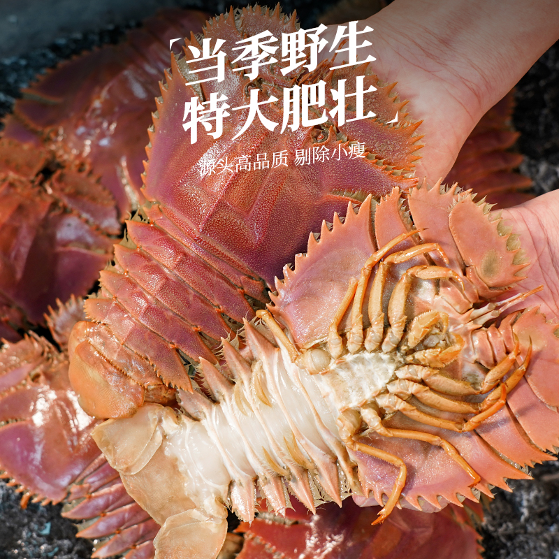 超大鲜活冷冻琵琶虾，九齿扇虾皮皮虾，犀牛虾姑虾海鲜盛宴！