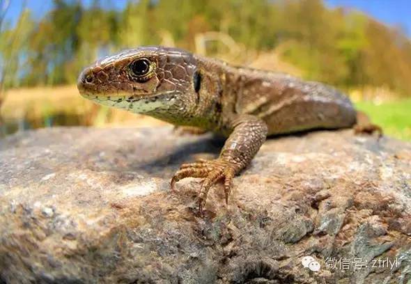 sand lizard distribution uk,Sand Lizard Distribution UK: A Comprehensive Guide