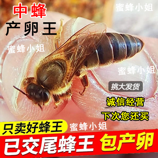 中蜂蜂王种王高产优质土蜂交尾新开产卵王：阿坝江西本地土蜂处王的秘密