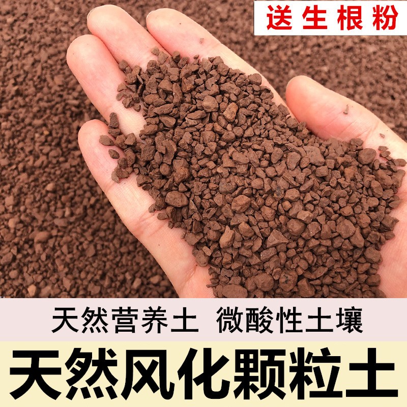 小叶簕竹专用土：解锁簕竹生长的秘密武器！