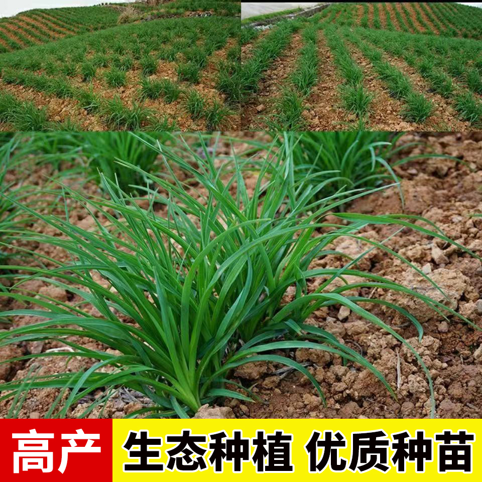 黄花菜根苗高产秘籍：庭院种植也能变丰收金库！