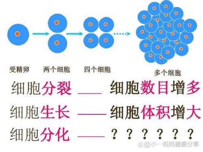 细胞分裂7,细胞分裂概述