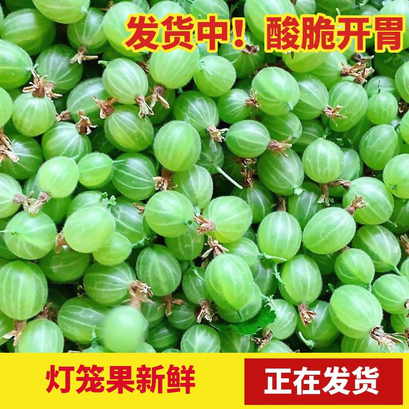 灯笼果酸子鲜果！酸到掉渣儿的开胃神器，酸钉子吃出幸福感