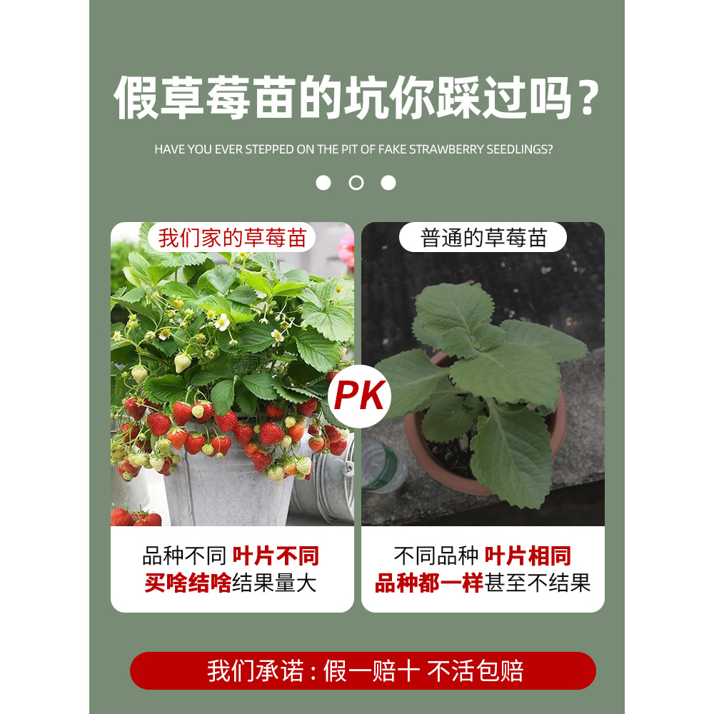 新品黑珍珠草莓苗：四季结果，南北方通用，让你的阳台变身甜蜜果园