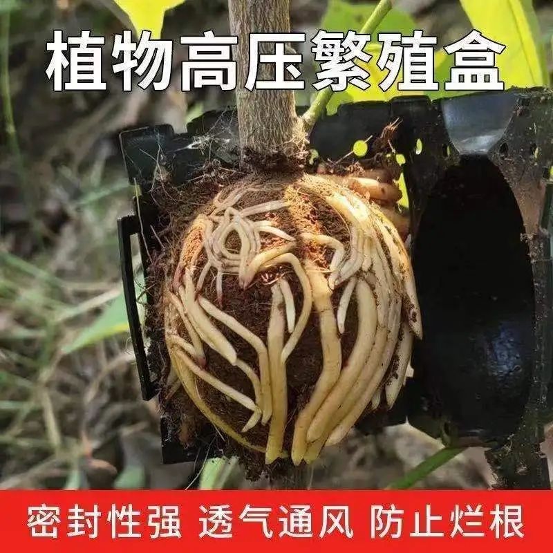 果树嫁接新神器：嫁接膜，让园艺新手也能轻松驾驭！