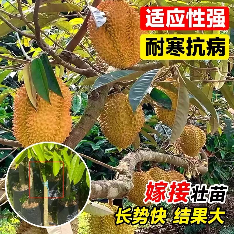 金枕榴莲树果苗猫山王种植指南！南北四季都能种？广西嫁接大果树盆栽全解析