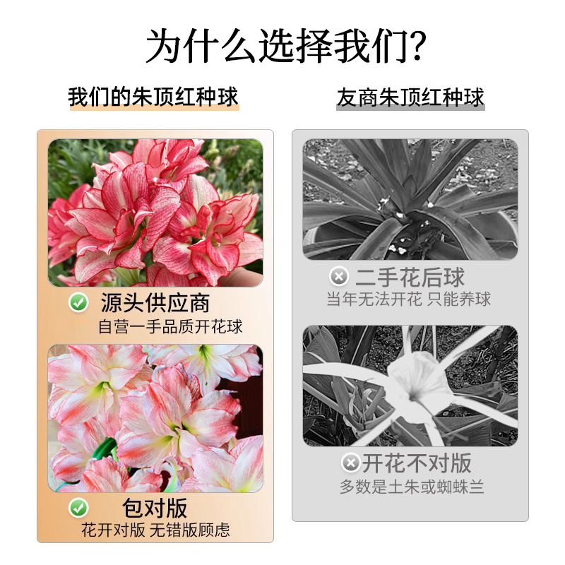朱顶红蜡球：进口重瓣种球，活的新年礼物，无需水土养护！