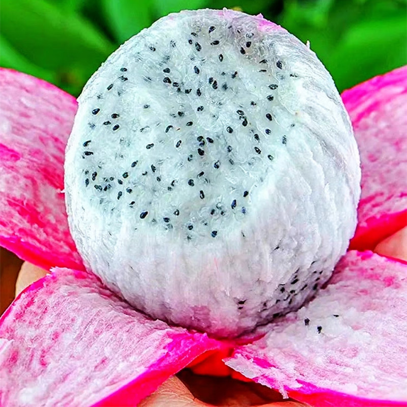 如何选购最新鲜的大果白心火龙果？