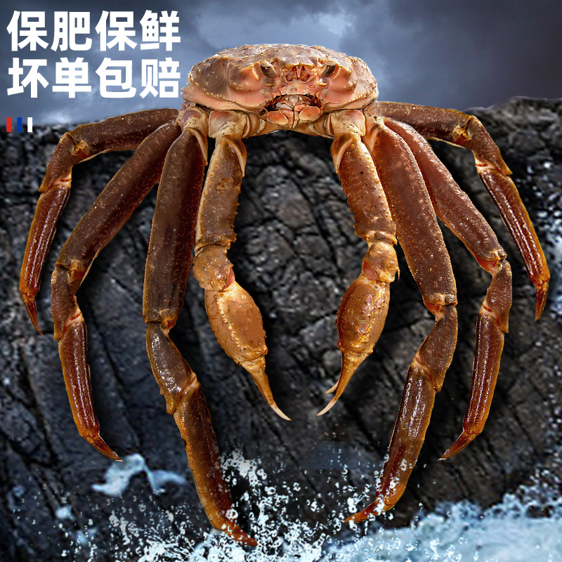 鲜活松叶蟹特大雪蟹：帝王蟹腿肉，让你的餐桌瞬间高大上！️