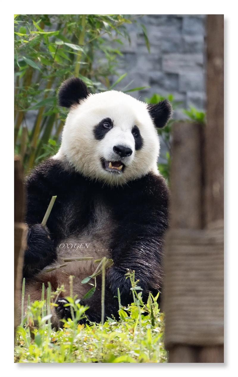 熊猫卡盟,一站式游戏充值与虚拟交易服务平台