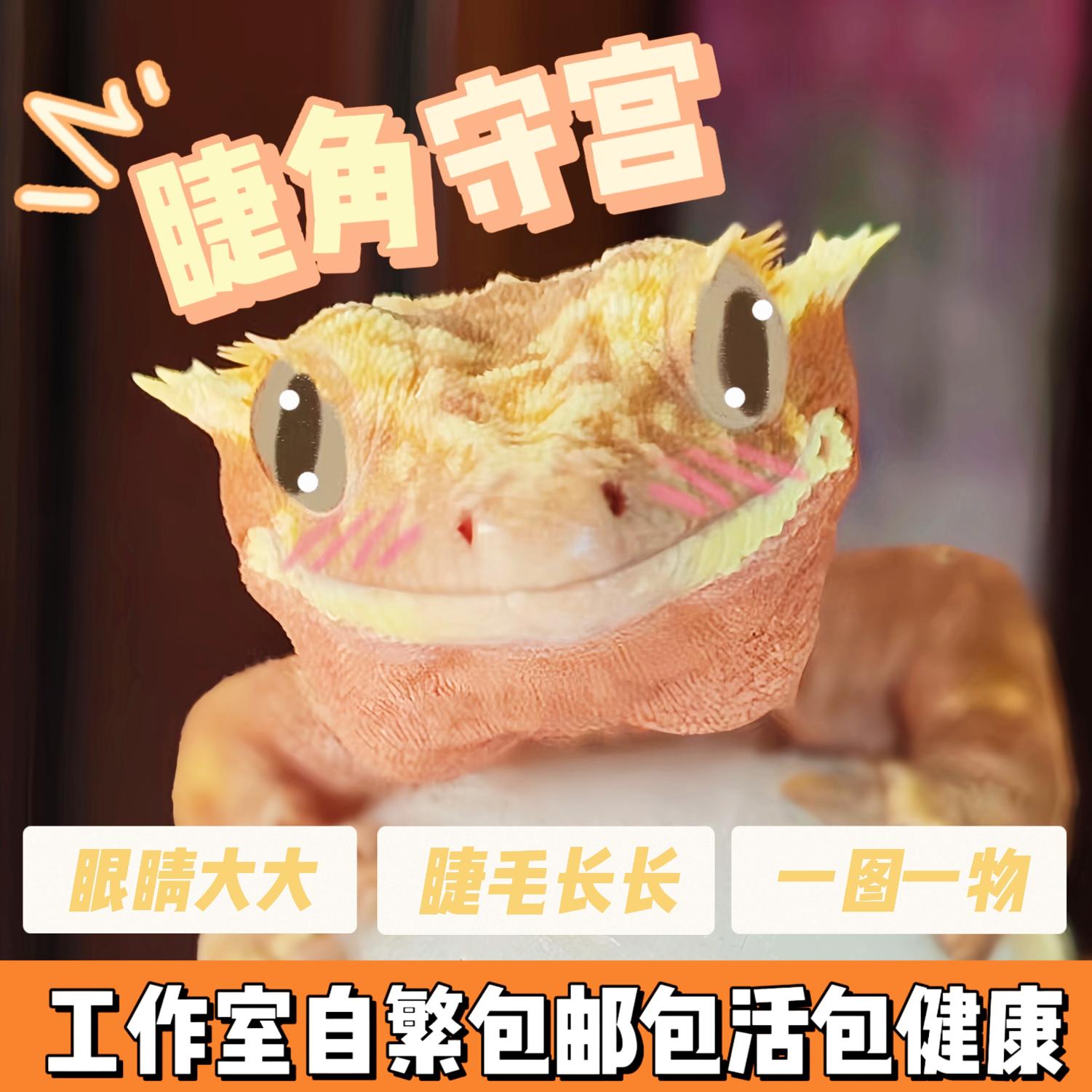 睫毛守宫新手入门指南：莉莉白奶油温顺人工苗包活体，萌宠新宠儿来啦！