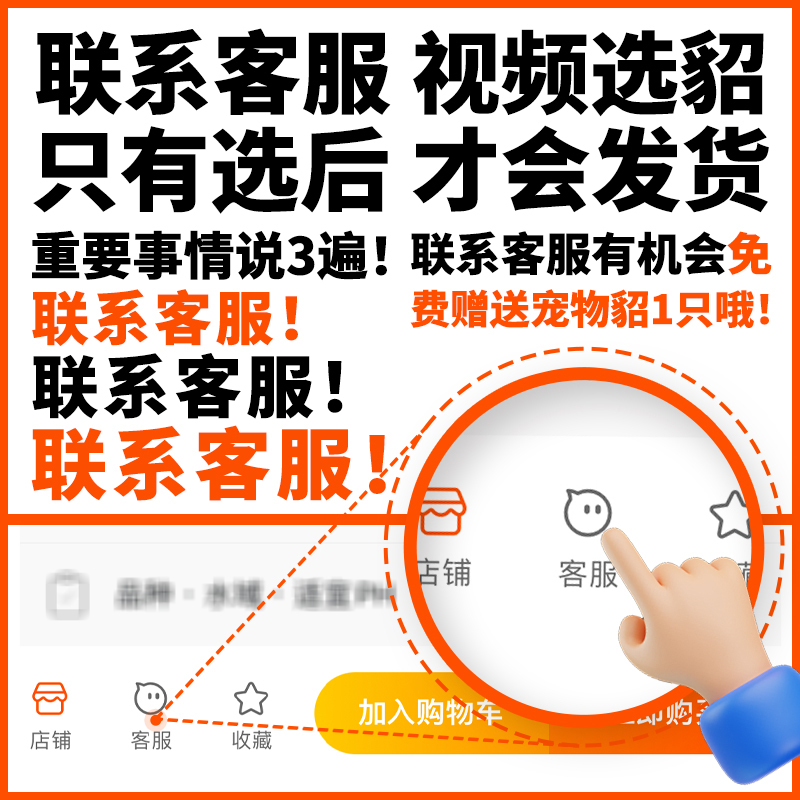 宠物貂：安格鲁貂、雪貂、水獭安德鲁，谁才是你的萌宠新宠？